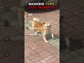 Top 5 Most INSANE Dog Moments Caught on Camera 🐶 #trending