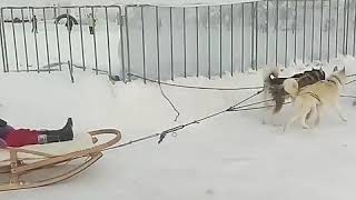 Astana Kızak Köpekleri