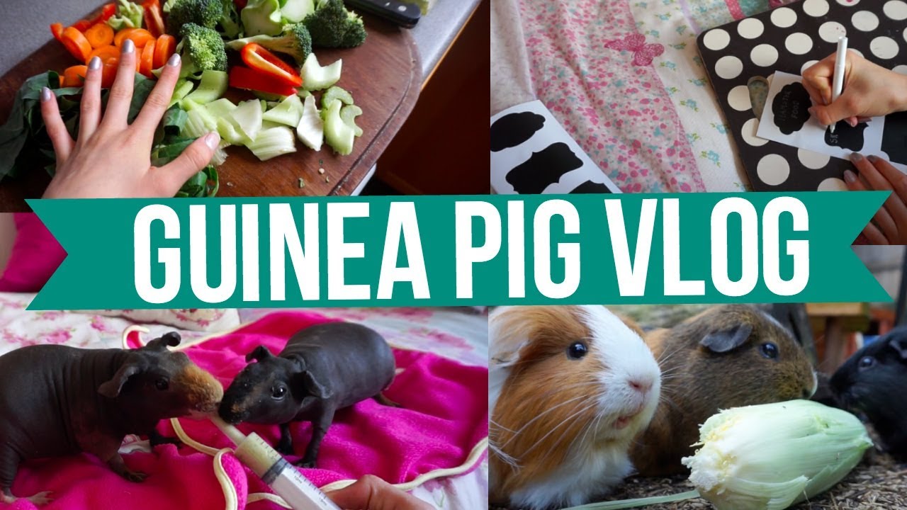 camera iphone 8 plus apk Guinea Pig Vlog! | Feeding, Organising & More!