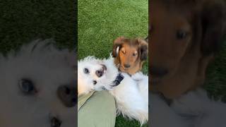 Cloud plays with Rio the Mini Dachshund puppy