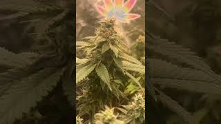 Plants growing #shorts #viral ##update