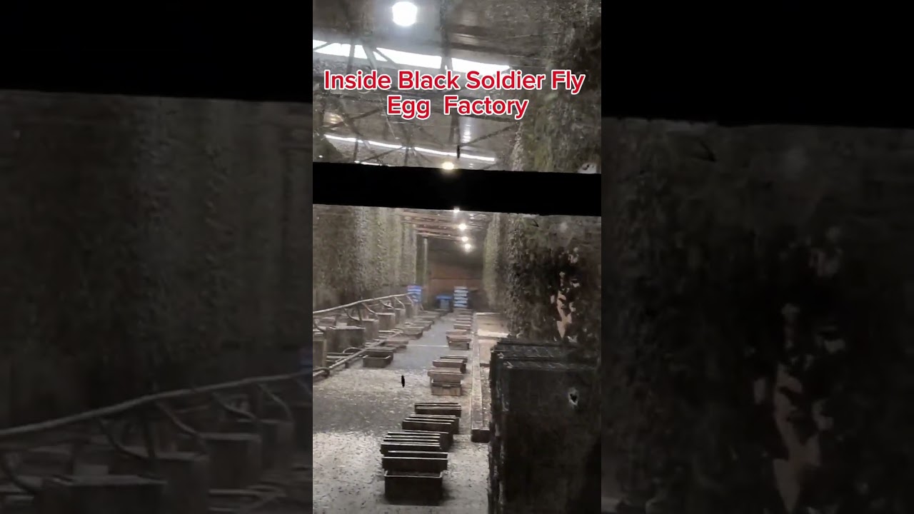 Black soldier fly（bsf） in China