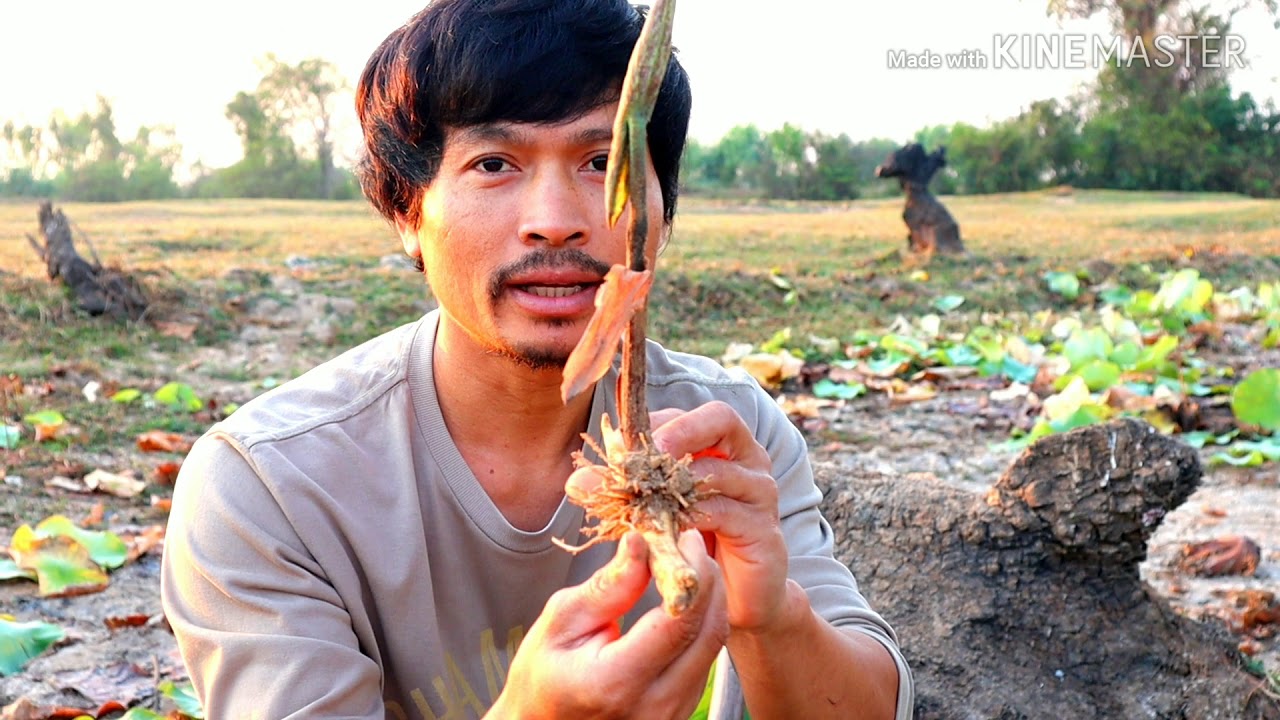 ปลูกง่าย ทนทาน บัวหลวงสีขาว พันธุ์บัวหลวงแหลม