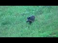 Leading wild boar mother. (Vodiaca diviačica - bachyňa.)