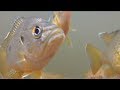 Curious sunfish