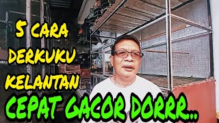 Download Lagu 5 Cara merawat Derkuku Kelantan cepat GACOR ||  NEW RJJ BIRD FARM MP3