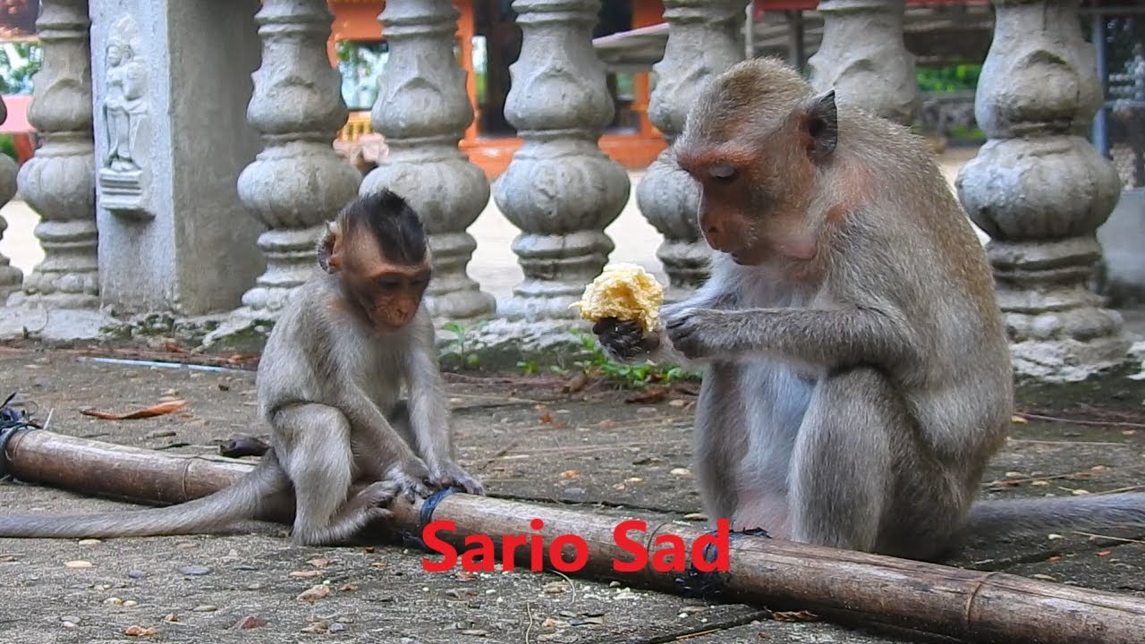 Sarah mother starves Sario ,So pityful Sario