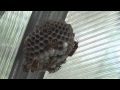 Как уничтожить осиное гнездо. How to destroy the hornets' nest.