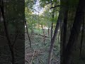 Great young bobcat encounter  #winsteaDsDesigns