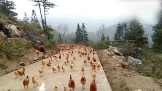 Dengar Suara Peluit.! Lihat Yang Terjadi Pada Ribuan Ayam di Peternakan Bukit ini. .WOW Edan.!