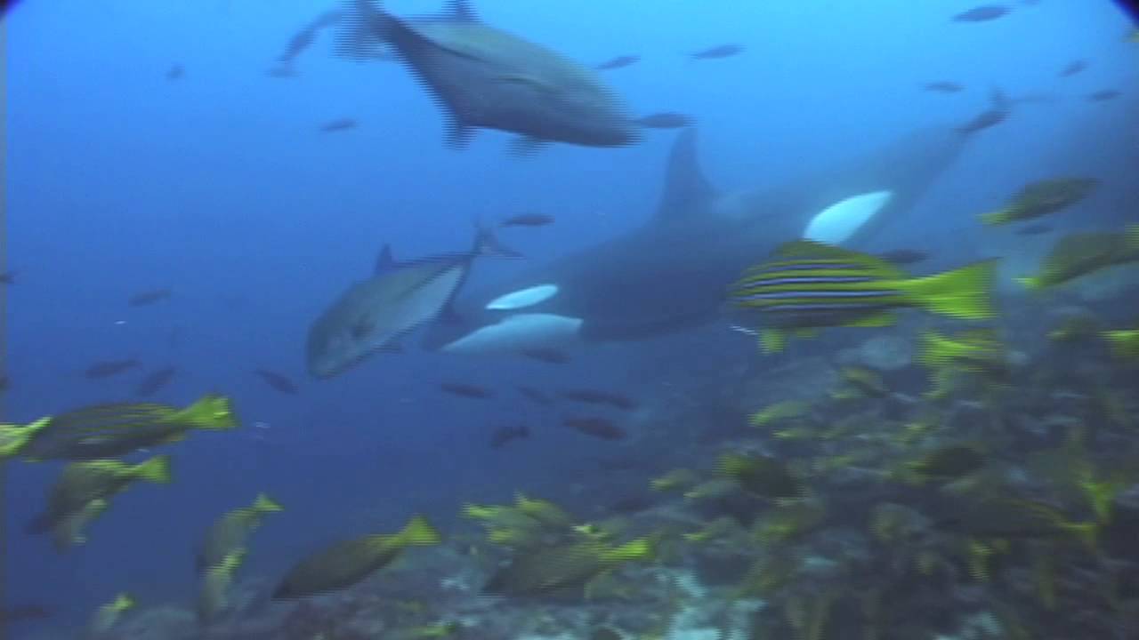 Orcas in Cocos Island, Costa Rica September 2012 YouTube