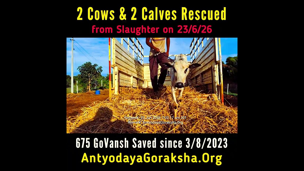 [23 June 2026] 2 Cows & 2 Calves Saved 🎉