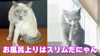 After taking a bath #104 by こて虎 猫life 589 views 1 year ago 2 minutes, 50 seconds