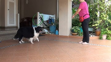 Unit 2 / Web Lesson 6 / Exercise 6.2 - Testing for Stimulus Control: Back-Up! (Rules #1 & #4)