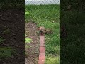 Wild Cottontail Rabbit EATING CLOVER Up Close #nature #wildlife #bunny #animals #shortvideos #shorts