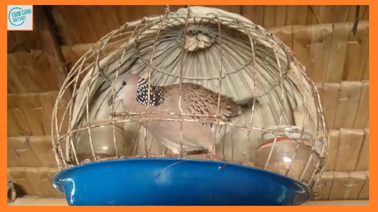 TOP 5 em cu gáy giọng thổ - Triệu người xem - Vạn người ngưỡng mộ - CLB chim cảnh đất việt