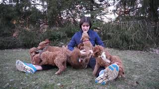 Red standard poodle puppies at 6 weeks and half weeks by Debra Pohl 481 views 5 years ago 27 seconds