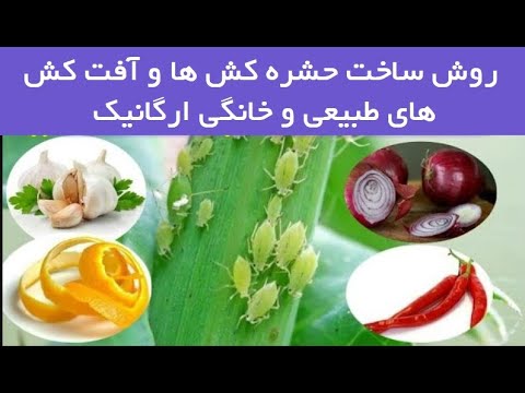 تصویری: مگس سنگ حشره: عکس و توضیحات، زیستگاه، ویژگی های پرورش