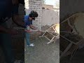 Snake Caught from Dung Trolley | Dangerous Farm Rescue #snake #animals #tranding #viral