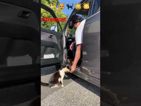 street cat feeding & me ♿️ in kochi Shi,japan part-13 #日本 #猫 #地域猫 #ねこ動画 #かわいい猫 #shorts #india #kochi