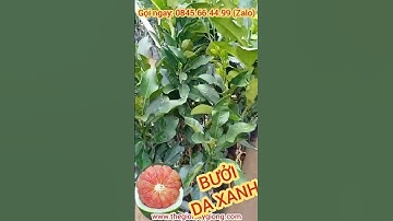 Cung cấp cây giống bưởi da xanh ❤ 0845.66.44.99