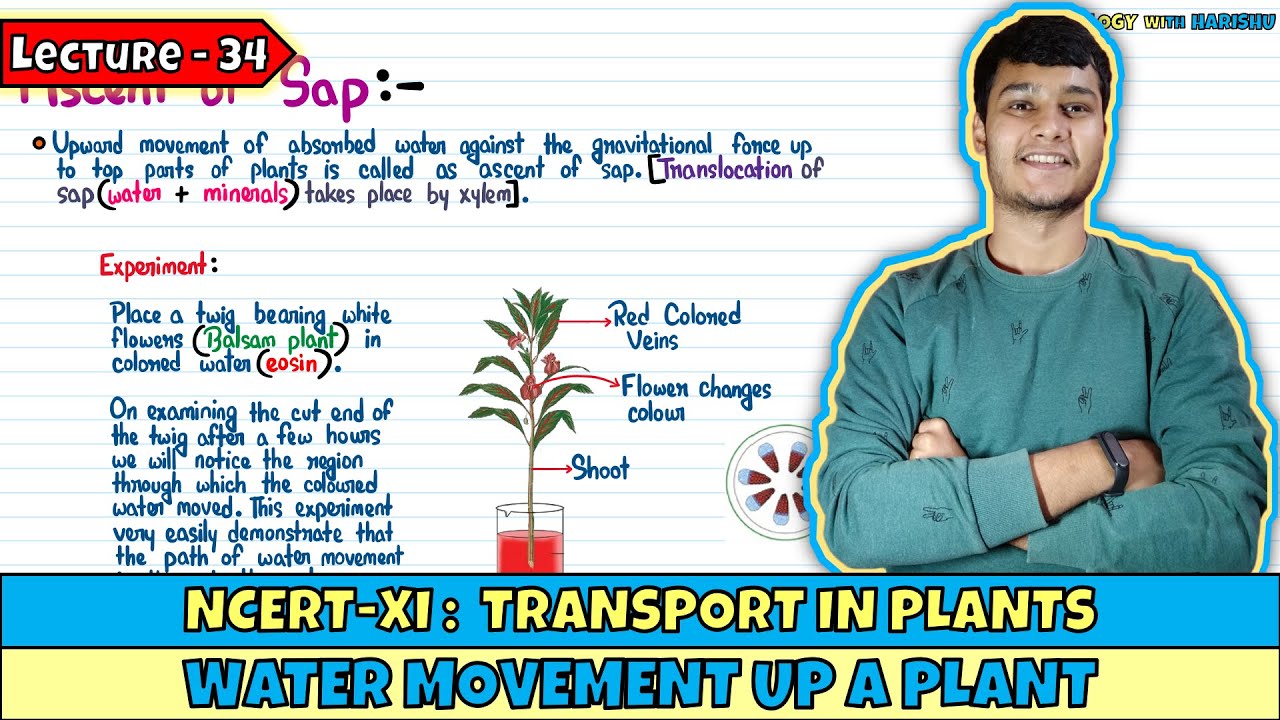 Transport in Plants| Lec 34- Water Movement Up a Plant| Class 11| NEET ...