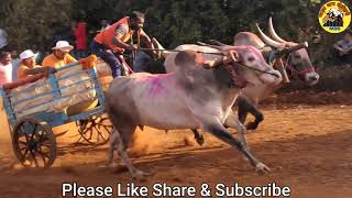 || Jabardast racing bulls in Bullock cart race || Bailgada sharyat video ||