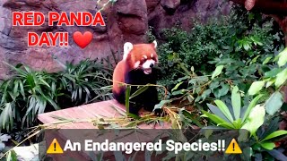 RED PANDA DAY!!🙂❤️ ENDANGERED SPECIES!! #redpanda #endangered #animals #awareness #nature
