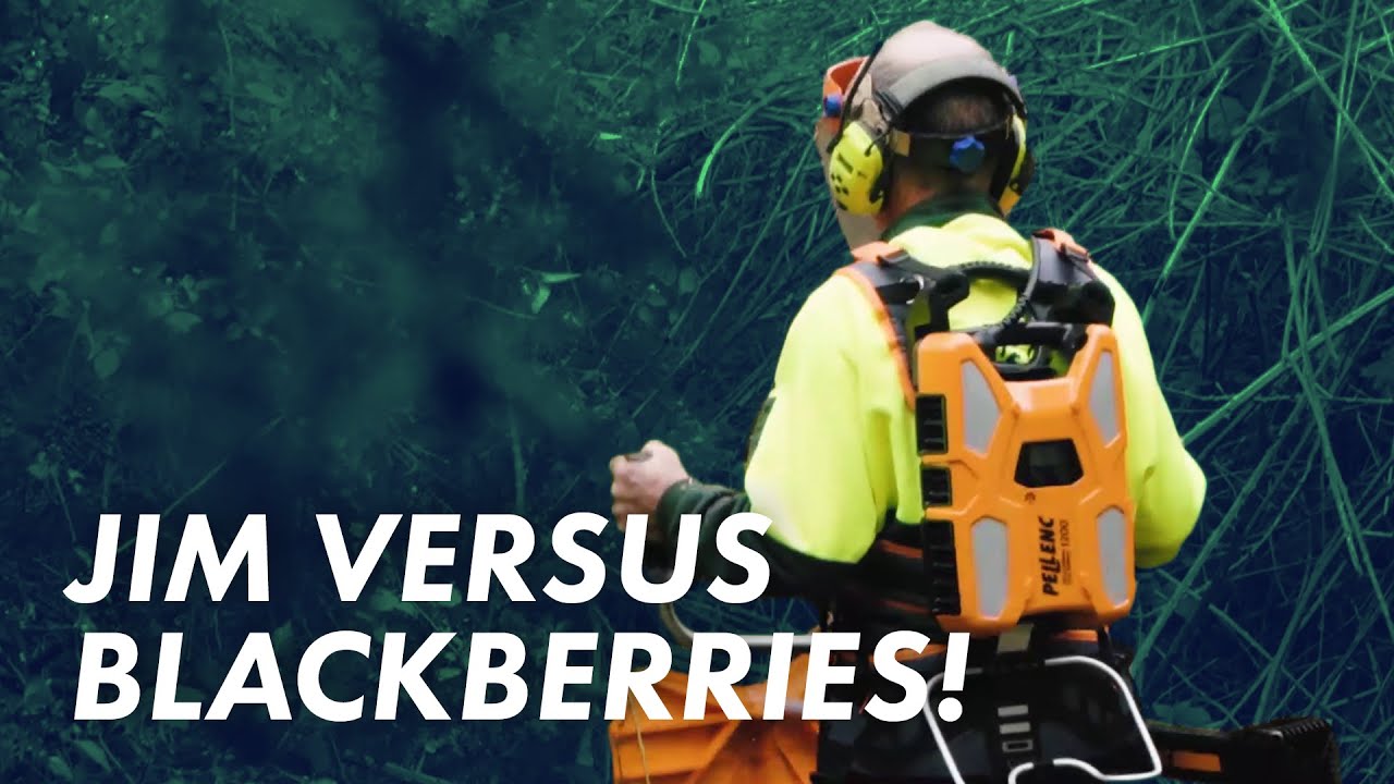 How to remove Blackberries with Jim's Group founder, Jim Penman