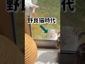 野良猫が家猫になったら激変！同じ猫だと信じてもらえないレベル