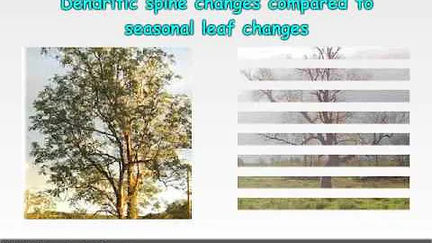 Introduction to dendritic spines.