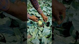 harvesting cauliflower vegetables #nature #farming #cauliflower #shorts