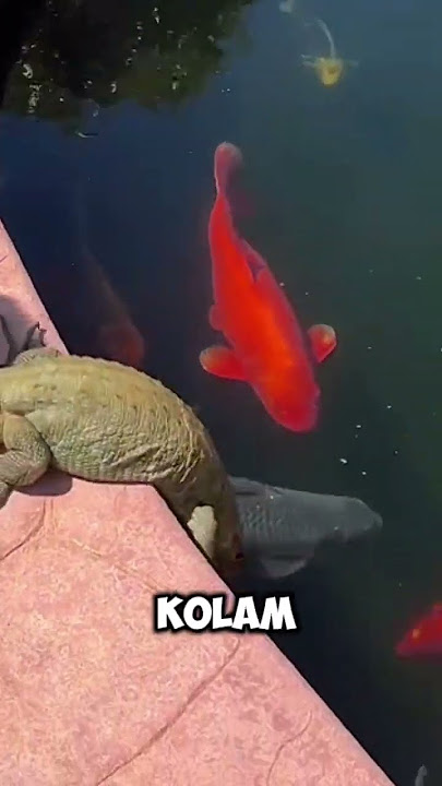 Iguana terbesar di dalam kolam ikan koi #iguana #kolamkoi