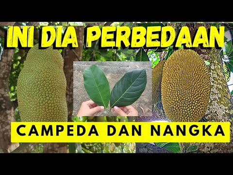 Video: ¿Nangka y cempedak son lo mismo?