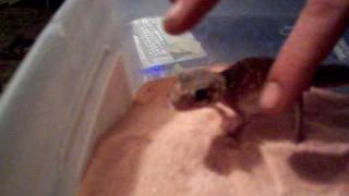 Austrailian Barking gecko.