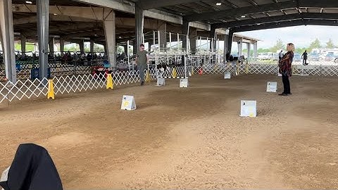 Nitro, AKC Rally; Excellent (QQ7 & QQQ6)