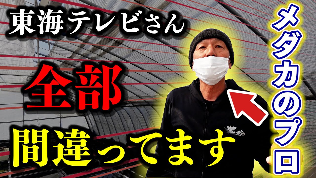 【ダメ出し連発】メダカ飼育者必見！「1番大事なのは○○の再現」【新品種購入】