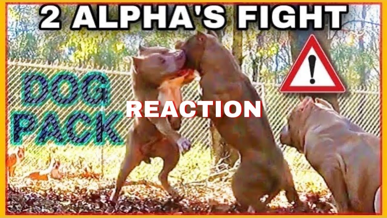 Dog Documentary | Alpha Females Fight For Top Spot