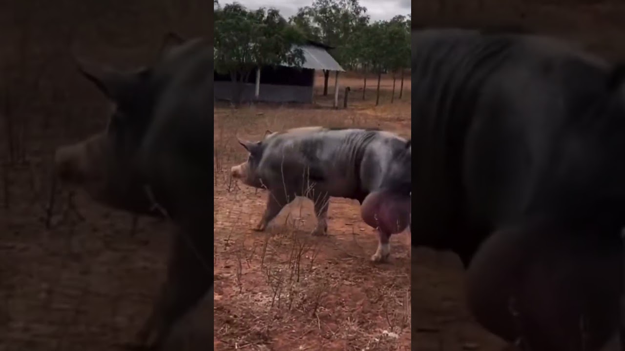 Watch #nuts #hog #pig #bignuts on YouTube Watch #nuts #hog #pig #bignuts on YouTube