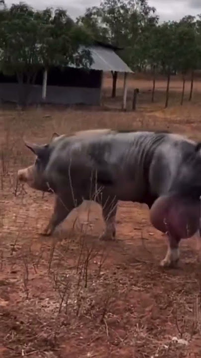 #nuts #hog #pig #bignuts