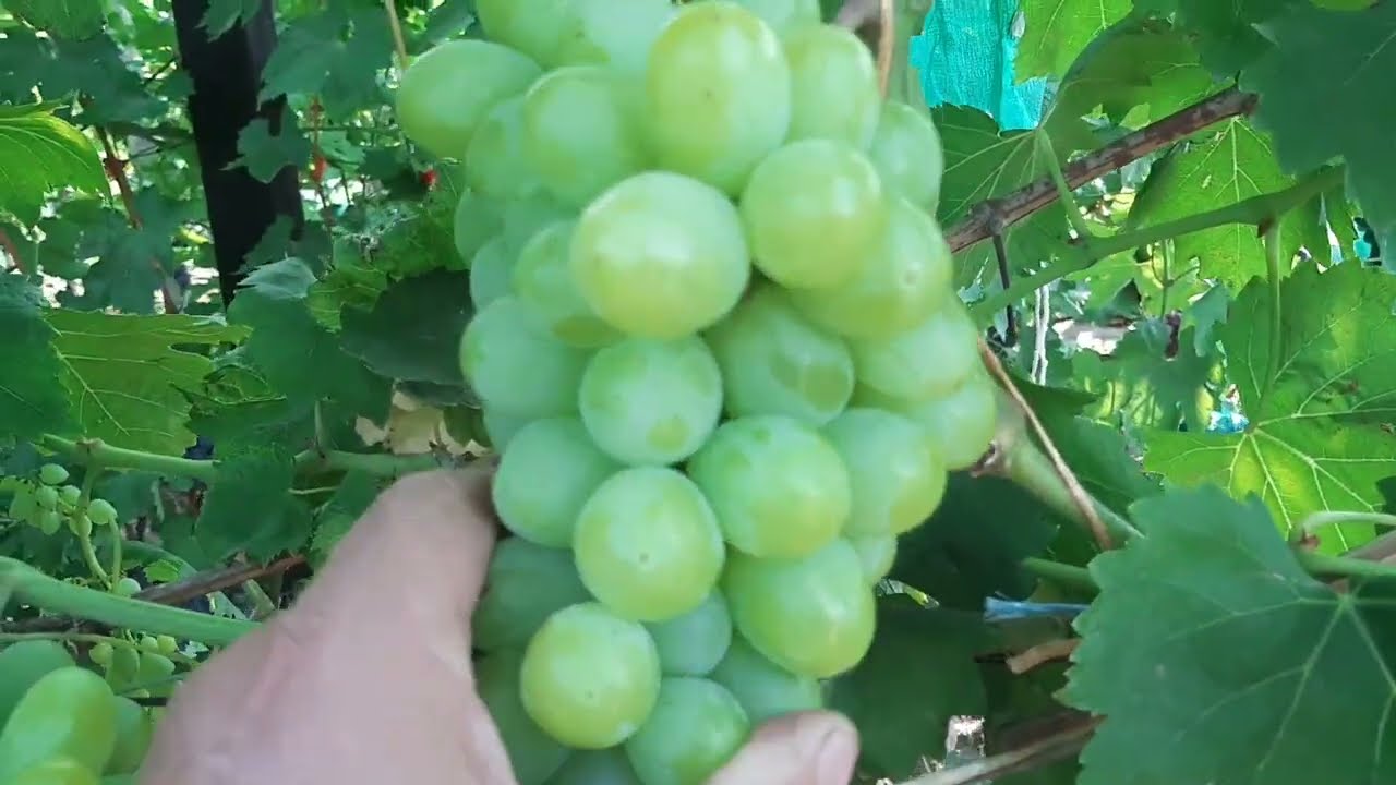 Взлет - форма Калугина В.М. Подымается все выше