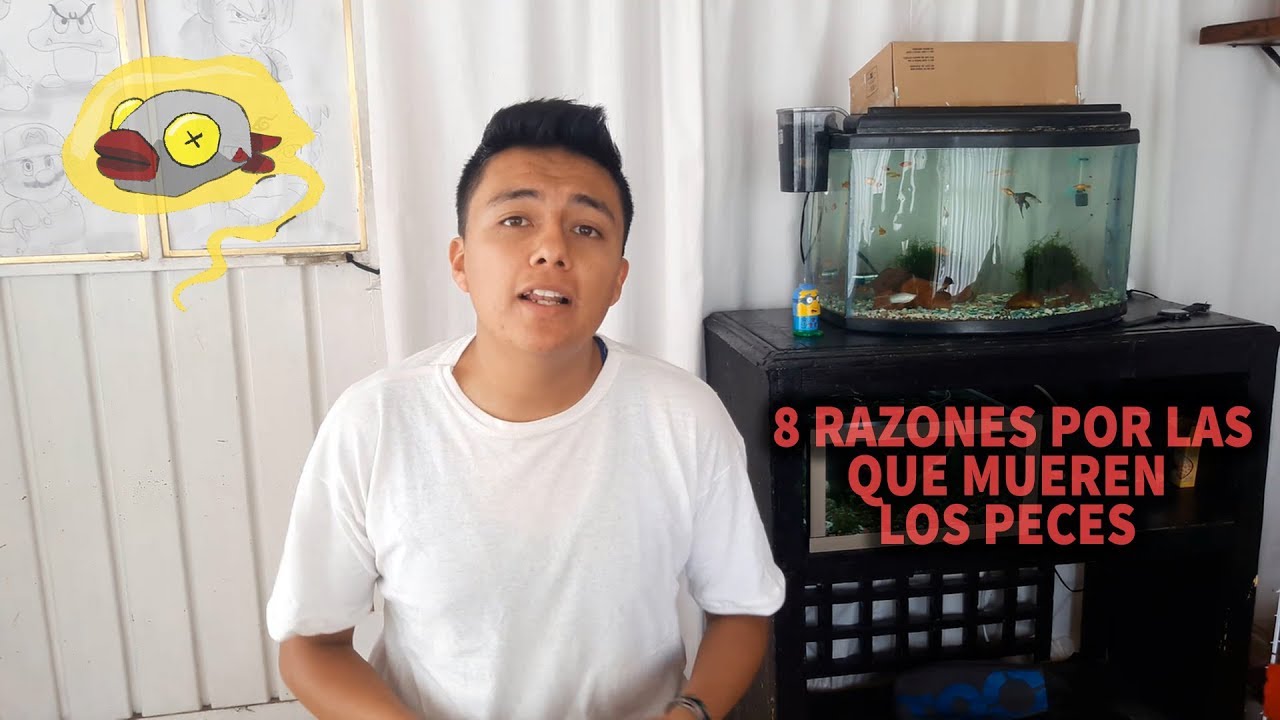 8 RAZONES POR LAS QUE MUEREN LOS PECES | MIS PECES MUEREN | AcuariosLP