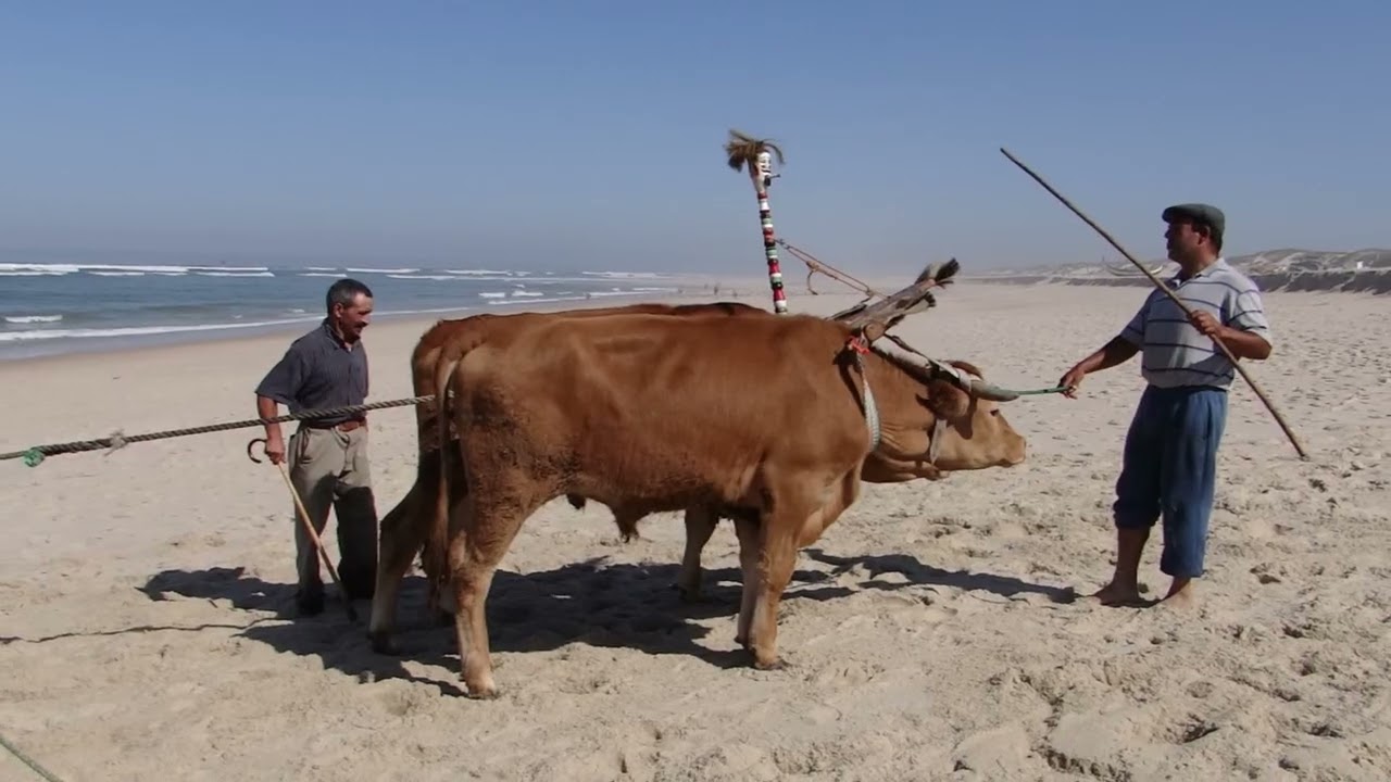 XÁVEGA COM BOIS   - Torreira Murtosa