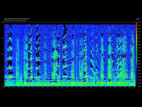 Modern Sonar Sounds and other Sounds of the Sea