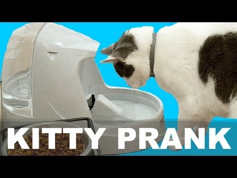 haha ne demek KITTY WATER - PRANK