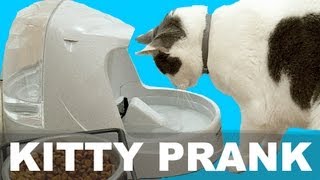 KITTY WATER - PRANK