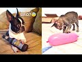 Funniest Dogs And Cats - Best Of The 2021 Funny Animal Videos #4