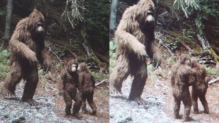 Hunter Films a Hidden Bigfoot Family in the Appalachian Mountains | Encounter Story