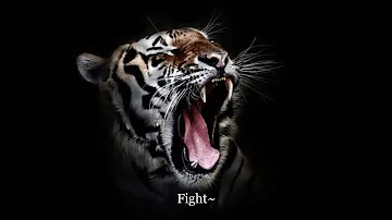 Fight (By Beat Brothers) Lyrics