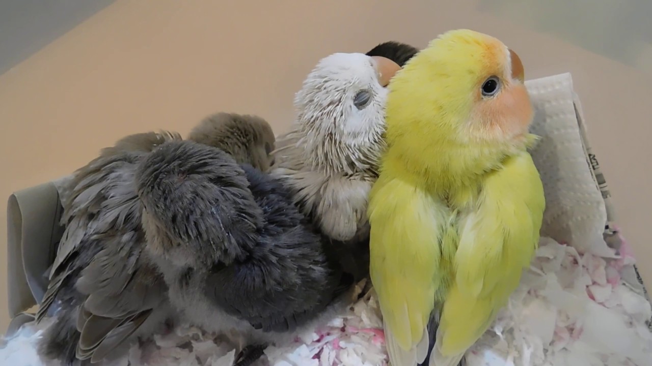 5 4 えとぴりかnagoya コザクラインコ ボタンインコ Youtube 5 4 えとぴりかnagoya コザクラインコ ボタンインコ Youtube
